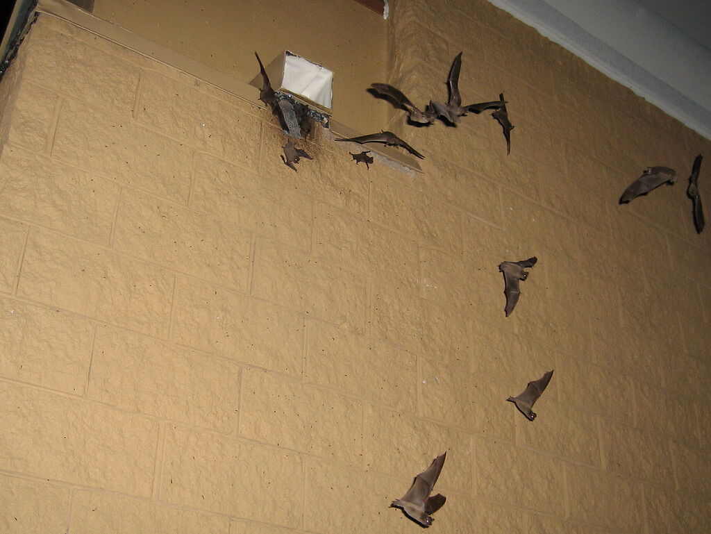 Lansing Bat Removal